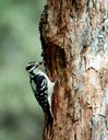 woodpecker_on_tree.jpg